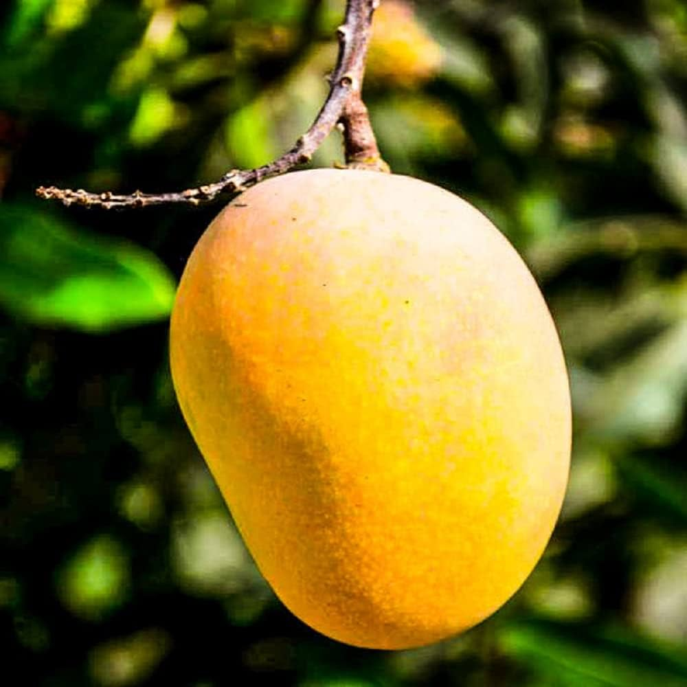 MANGO (آم)
