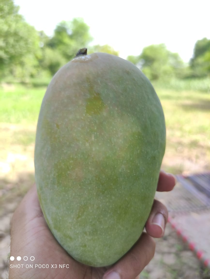 MANGO (آم)