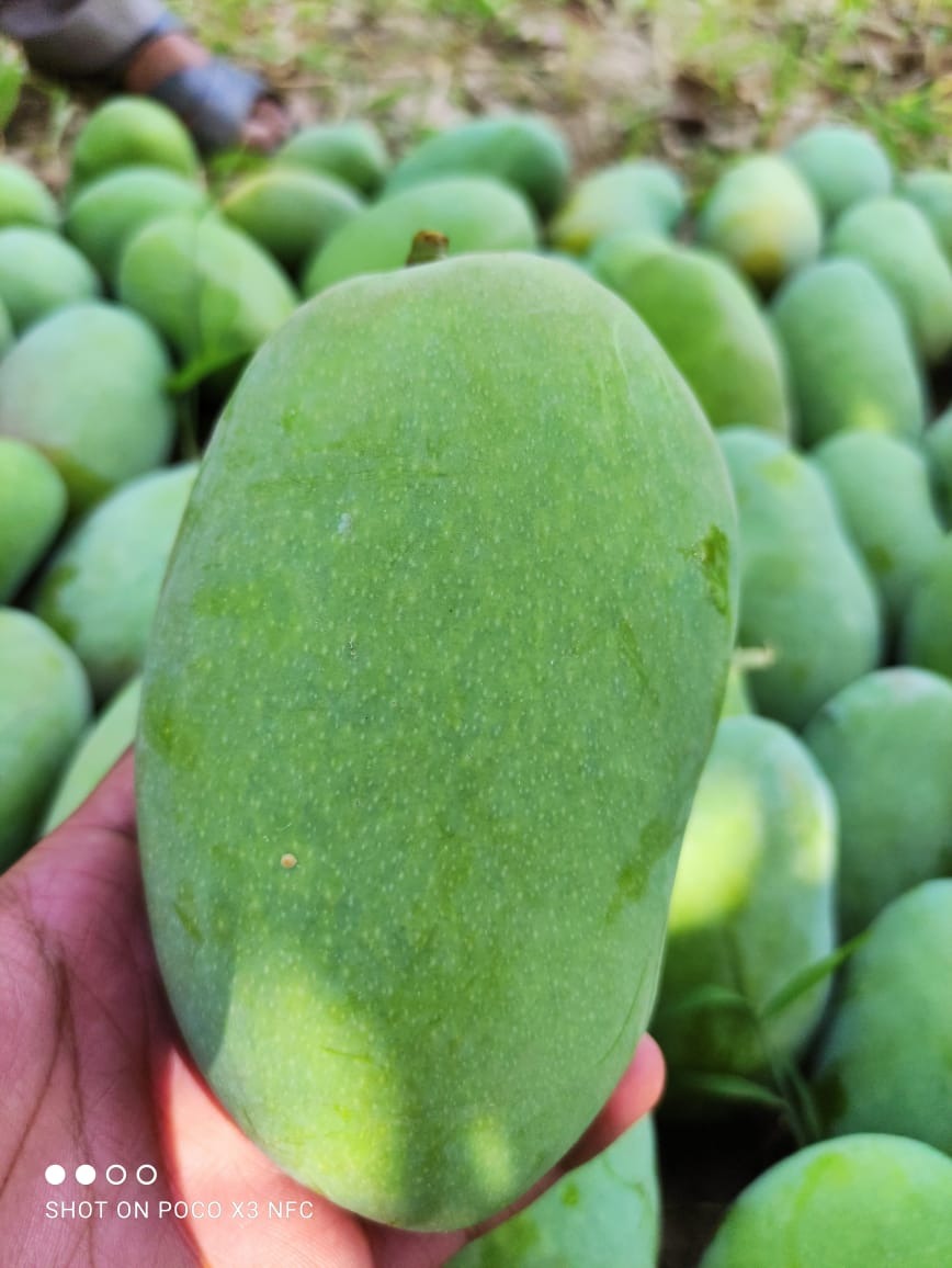 MANGO (آم)